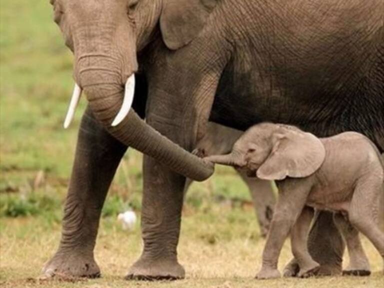 Grupo de elefantes realiza un «cortejo fúnebre» para despedir a una cría muerta