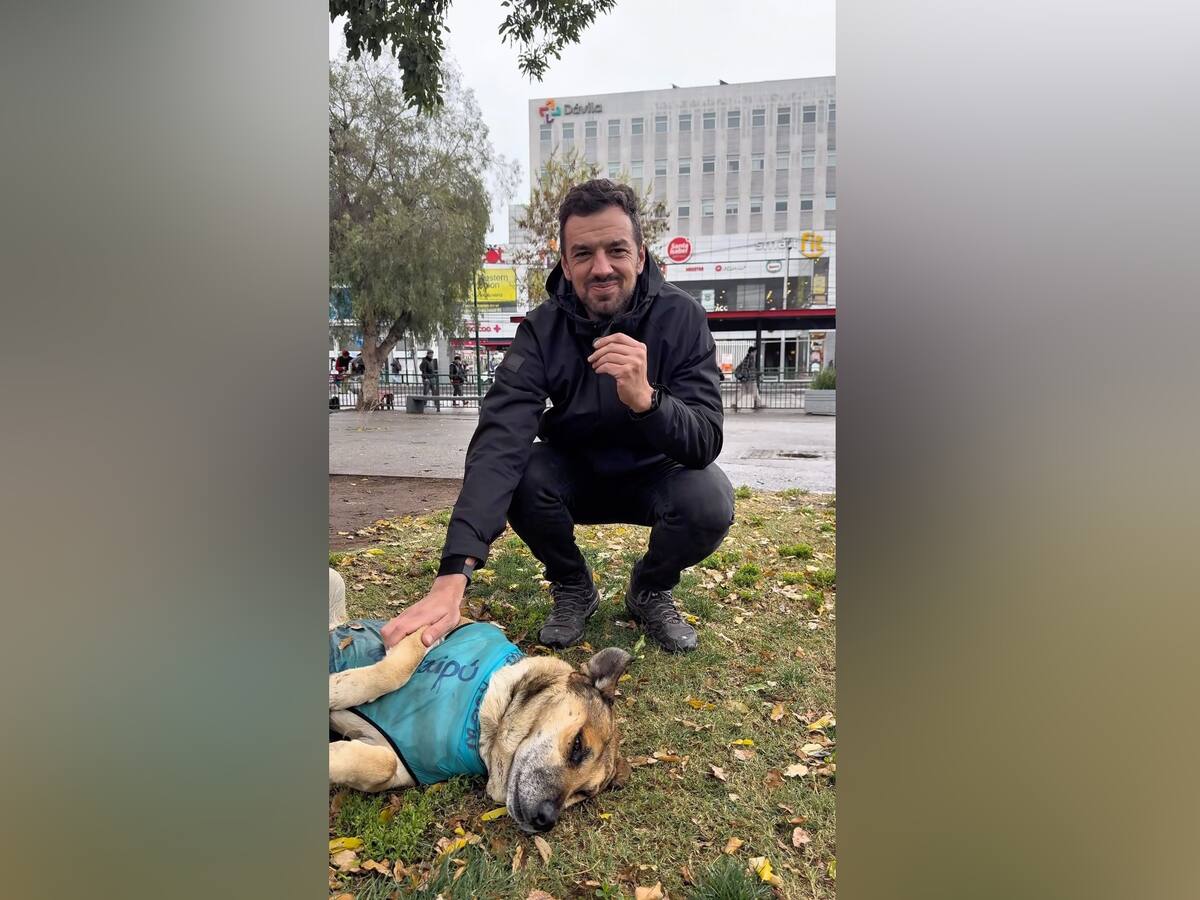 “Los perritos de la Plaza de Maipú ya están resguardados”: La gestión de Tomás Vodanovic y su alcaldía para resguardar a perros comunitarios