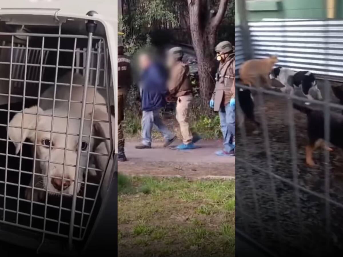 Detienen a hombre en Curacautín por presunto maltrato animal: tenía 19 mascotas en evidente estado de abandono