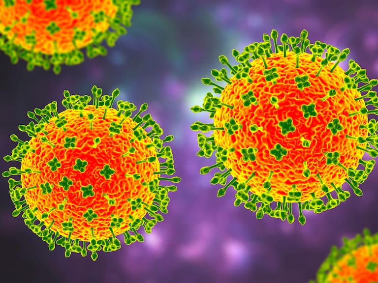 Nipah virus, a newly emerging bat-borne virus that causes acute respiratory illness and severe encephalitis, 3D illustration