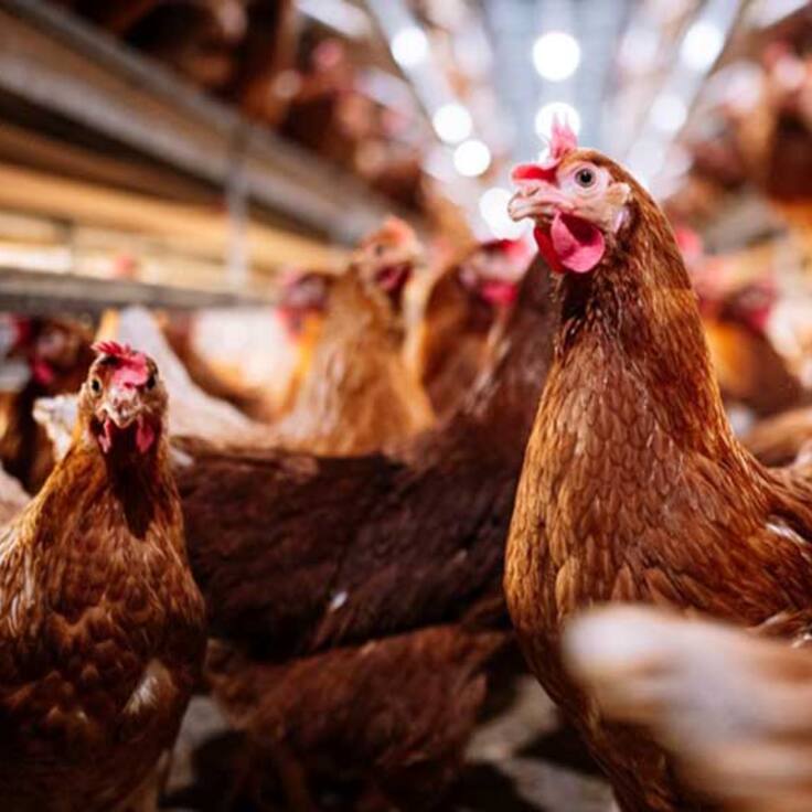 “Se está acercando a los humanos”: OMS califica como “preocupante” la transmisión de gripe aviar