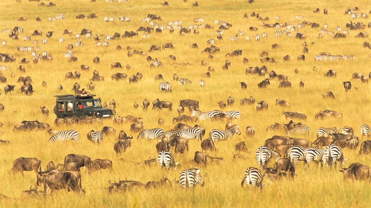 Informe de la ONU: animales esenciales para los ecosistemas se están extinguiendo