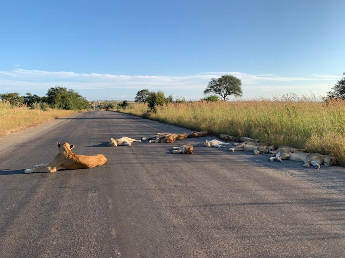 Una manada de leones durmió en una carretera en plena pandemia del coronavirus en Sudáfrica