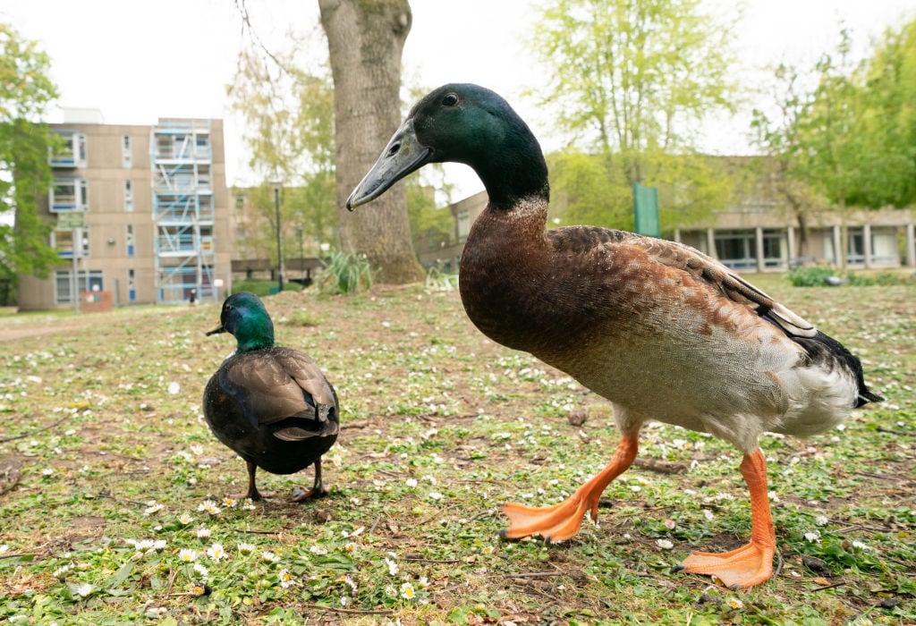 Long Boi es una mascota en el campus de la Universidad de York