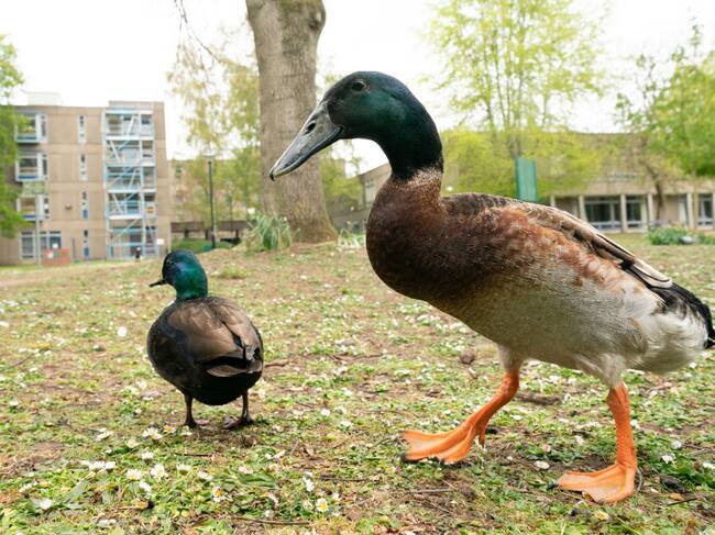 Long Boi es una mascota en el campus de la Universidad de York