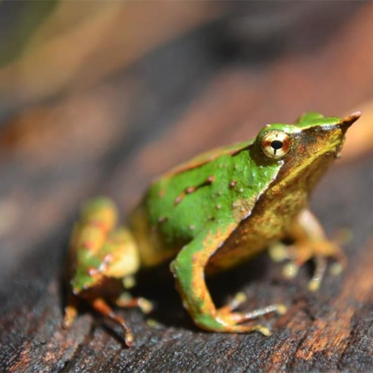 Guardabosques chilenos y Zoólogico de Londres buscan salvar a la ranita de Darwin de la extinción