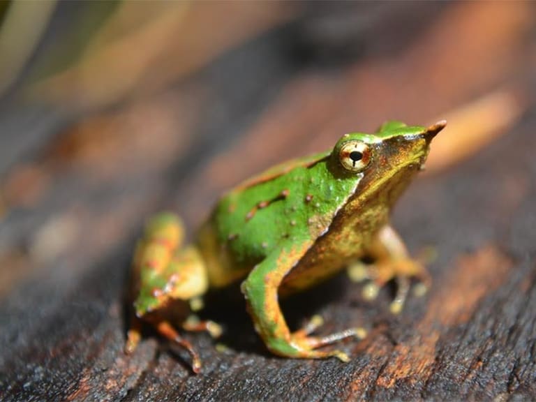 Guardabosques chilenos y Zoólogico de Londres buscan salvar a la ranita de Darwin de la extinción
