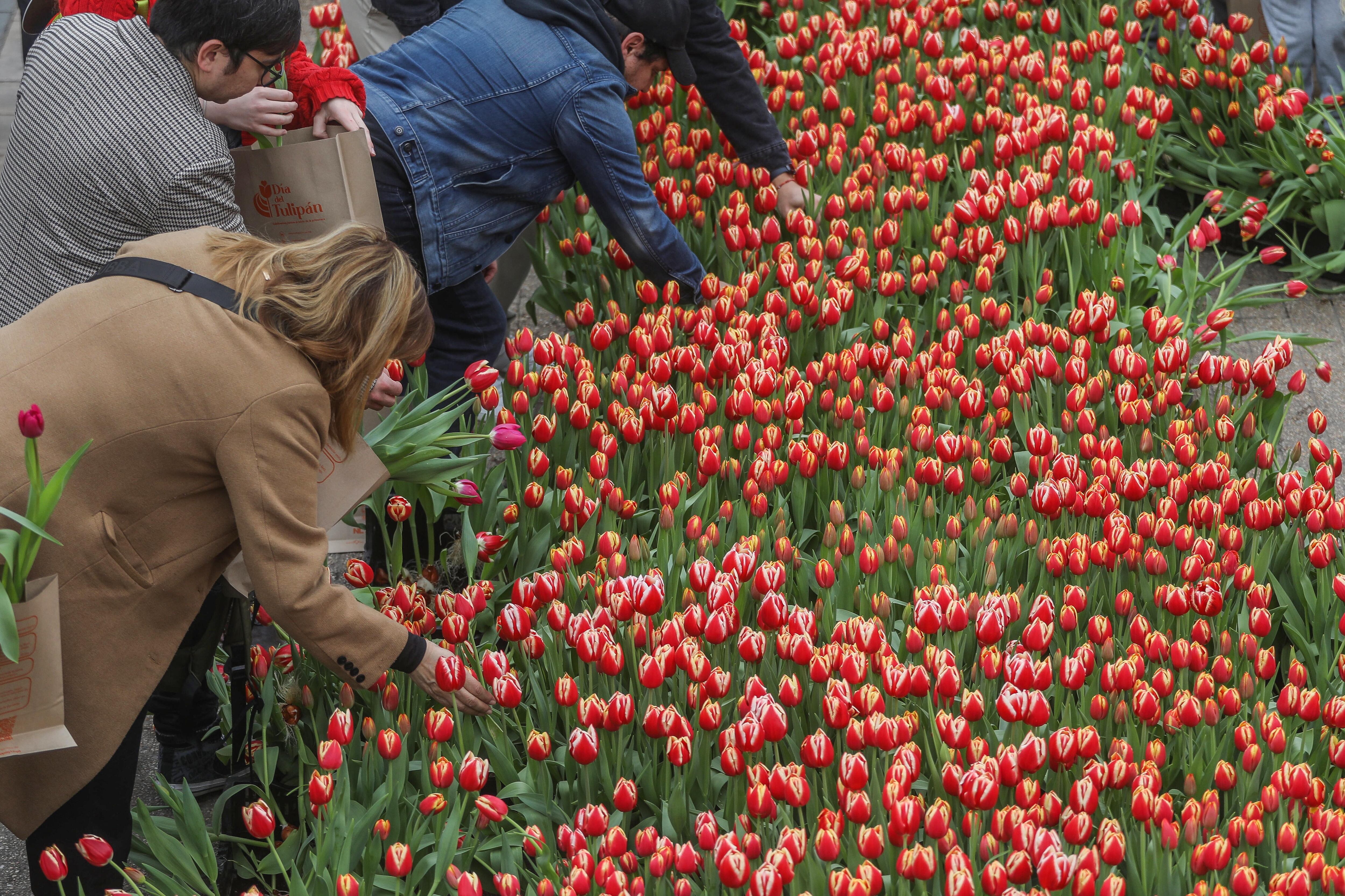Día del Tulipán en Chile