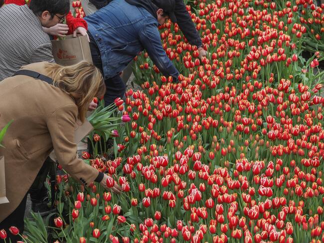 Día del Tulipán en Chile