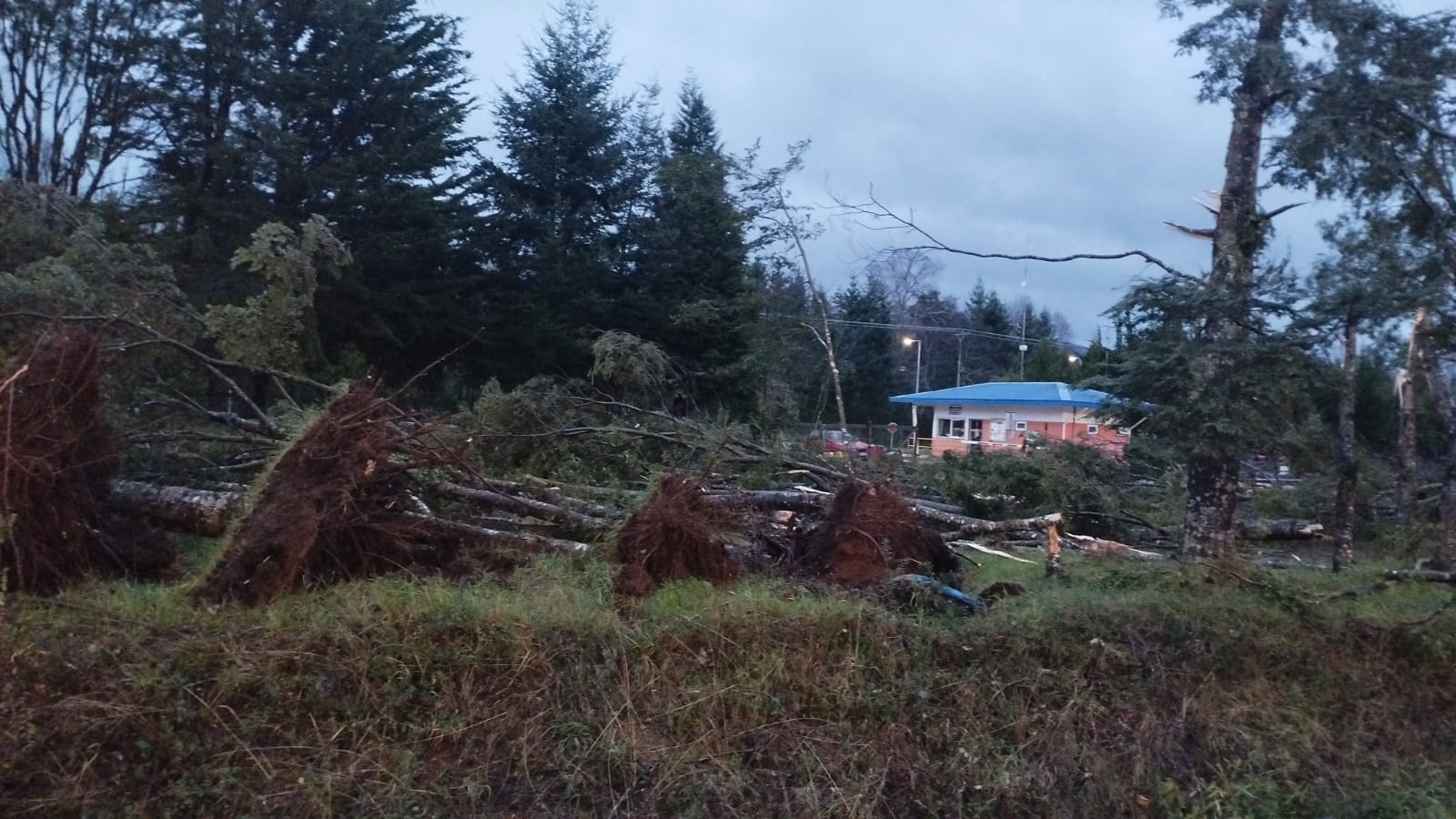 Casas sin techos y caída de árboles: autoridades reportan intenso tornado en Malalhue