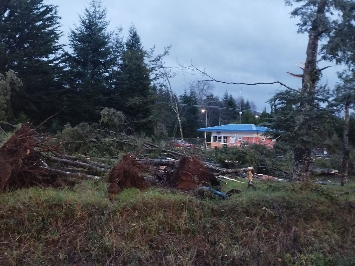 Casas sin techos y caída de árboles: reportan posible tornado en Malalhue