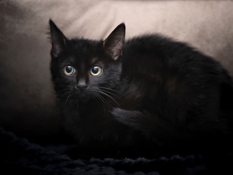 Martes 13: ¿Por qué hoy se considera un día de mala suerte y qué es lo que no se debe hacer?