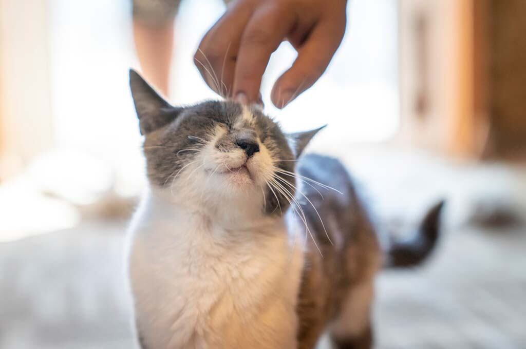 Gatos