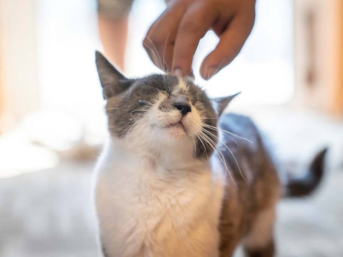¿Lo sabías? Este es el grupo de gatos que casi nadie adopta en los refugios