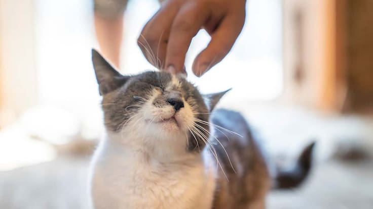 ¿Lo sabías? Este es el grupo de gatos que casi nadie adopta en los refugios