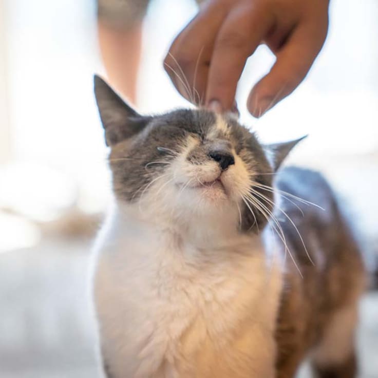 ¿Lo sabías? Este es el grupo de gatos que casi nadie adopta en los refugios