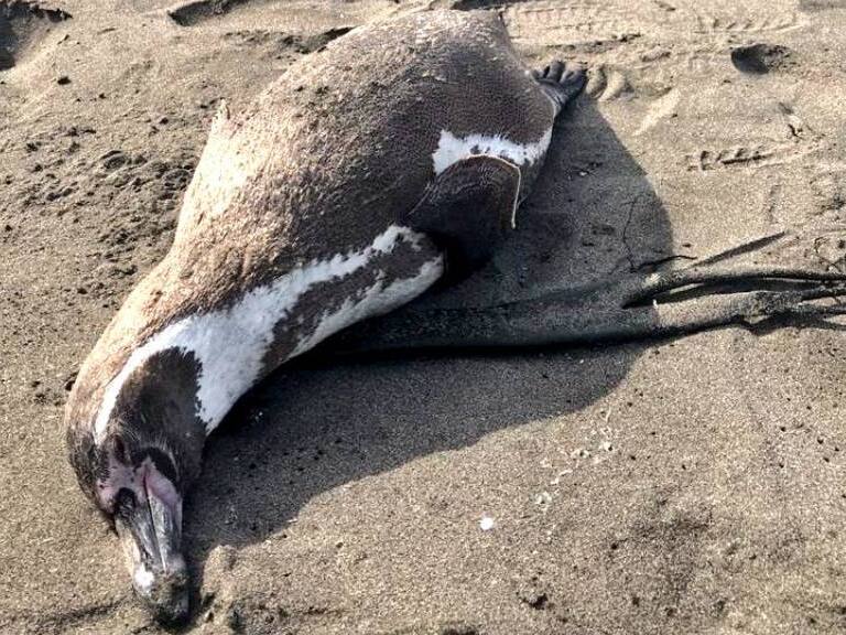Confirman nuevo caso de gripe aviar en pingüino encontrado en Coquimbo