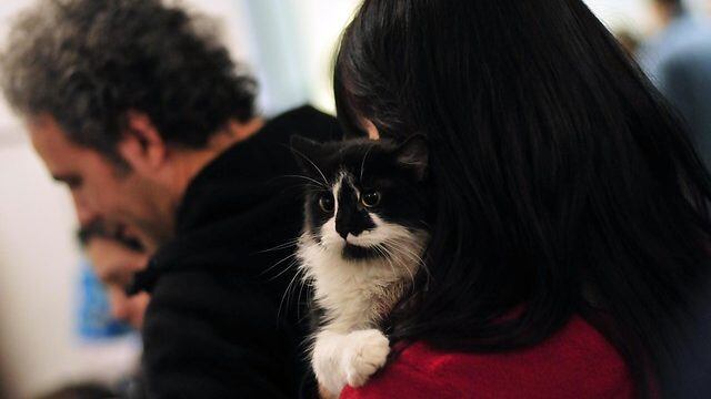 gato