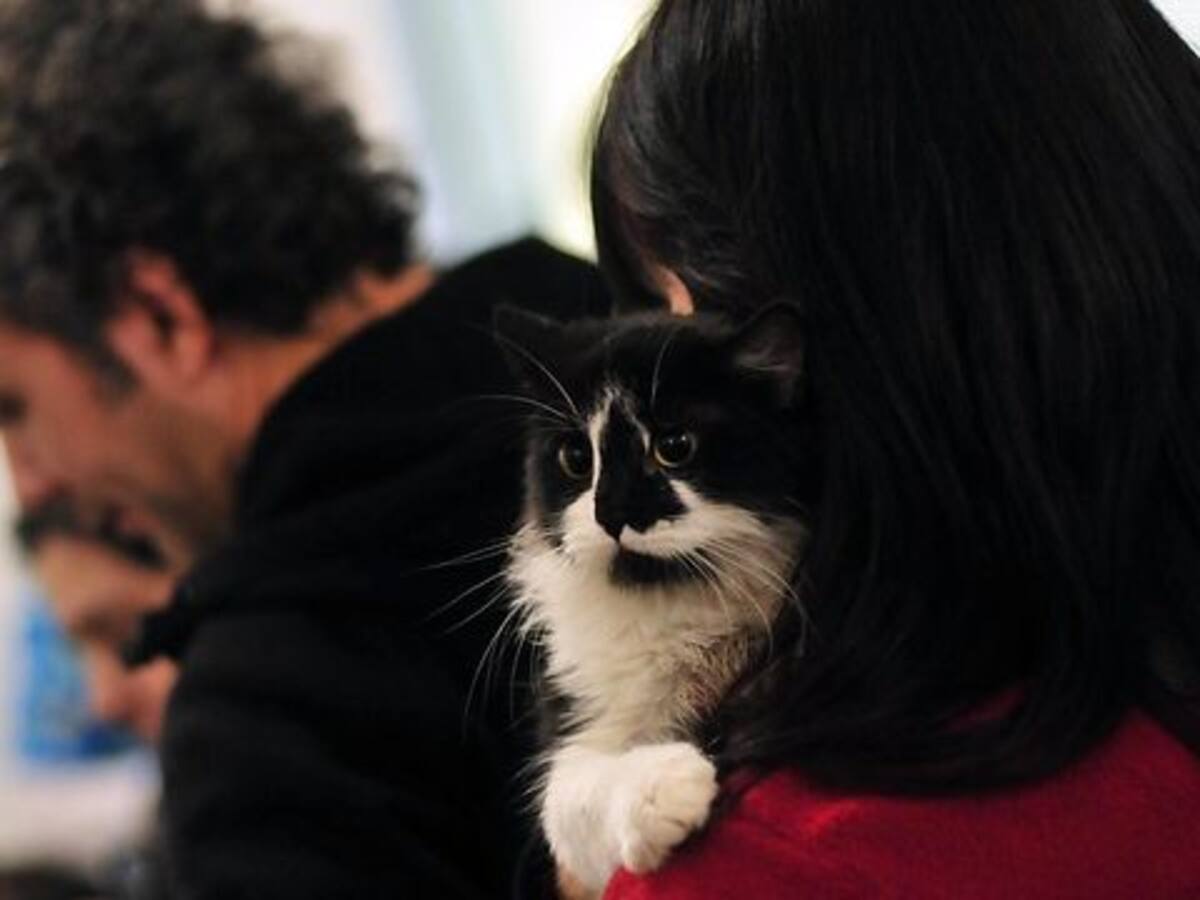 Fundación Adopta recomendó medidas para dueños de mascotas que se contagien de Coronavirus