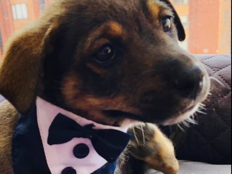 ¡Tuvo su final feliz! Vicente, el perrito al que dejaron «plantado», finalmente fue adoptado