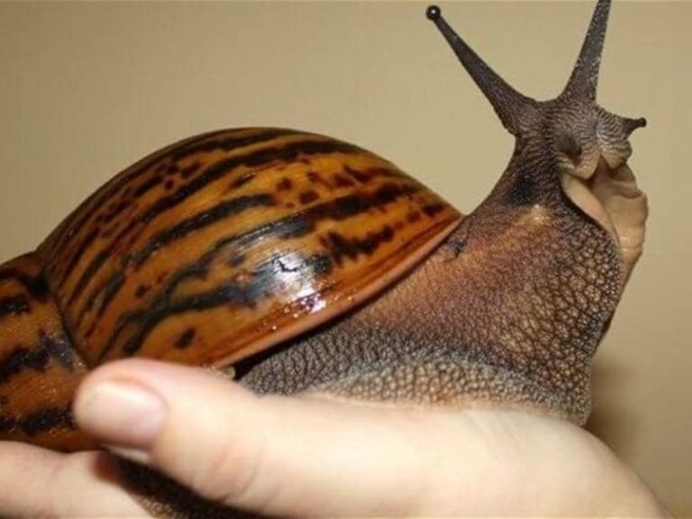 Caracol gigante