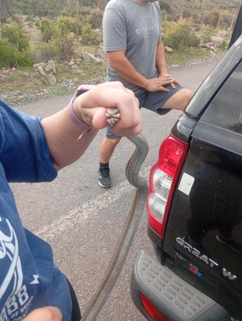 Culebra Putaendo