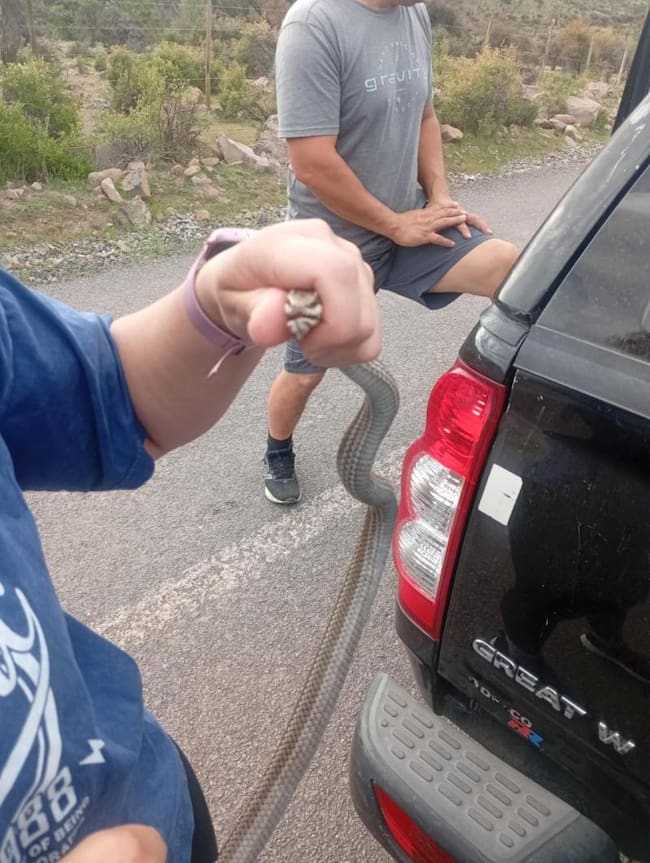 Culebra Putaendo