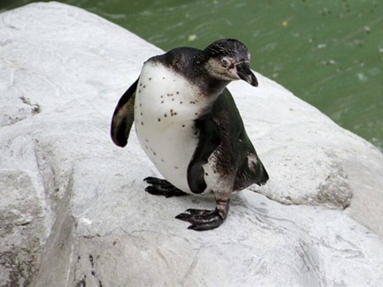 Sernatur Magallanes busca incorporar al pingüino en el escudo nacional