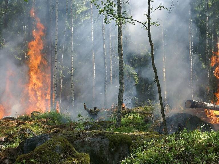 Las otras víctimas de los incendios forestales: la fauna silvestre y nativa