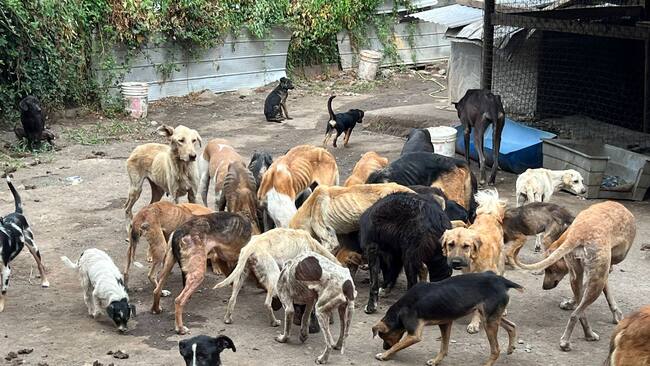 Maltrato animal en Curicó: descubren fundación animalista con más de 100 perros y gatos desnutridos y enfermos