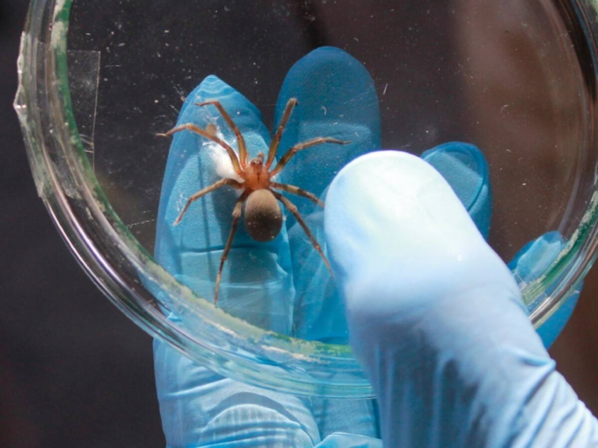 Auspicioso avance: Científicos chilenos desarrollan tratamiento contra la mordedura de araña de rincón