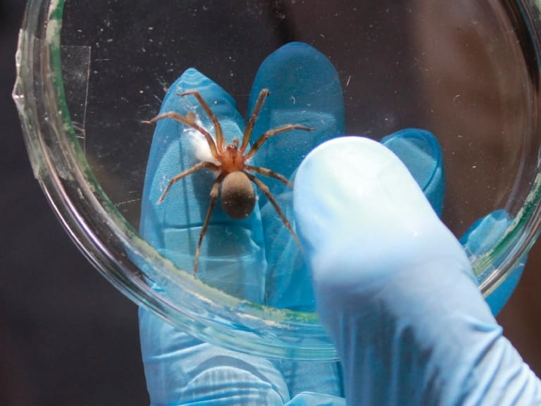 Auspicioso avance: Científicos chilenos desarrollan tratamiento contra la mordedura de araña de rincón