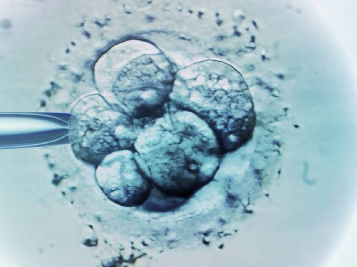 Avance científico sin precedentes: crean modelos sintéticos de embriones humanos en el laboratorio