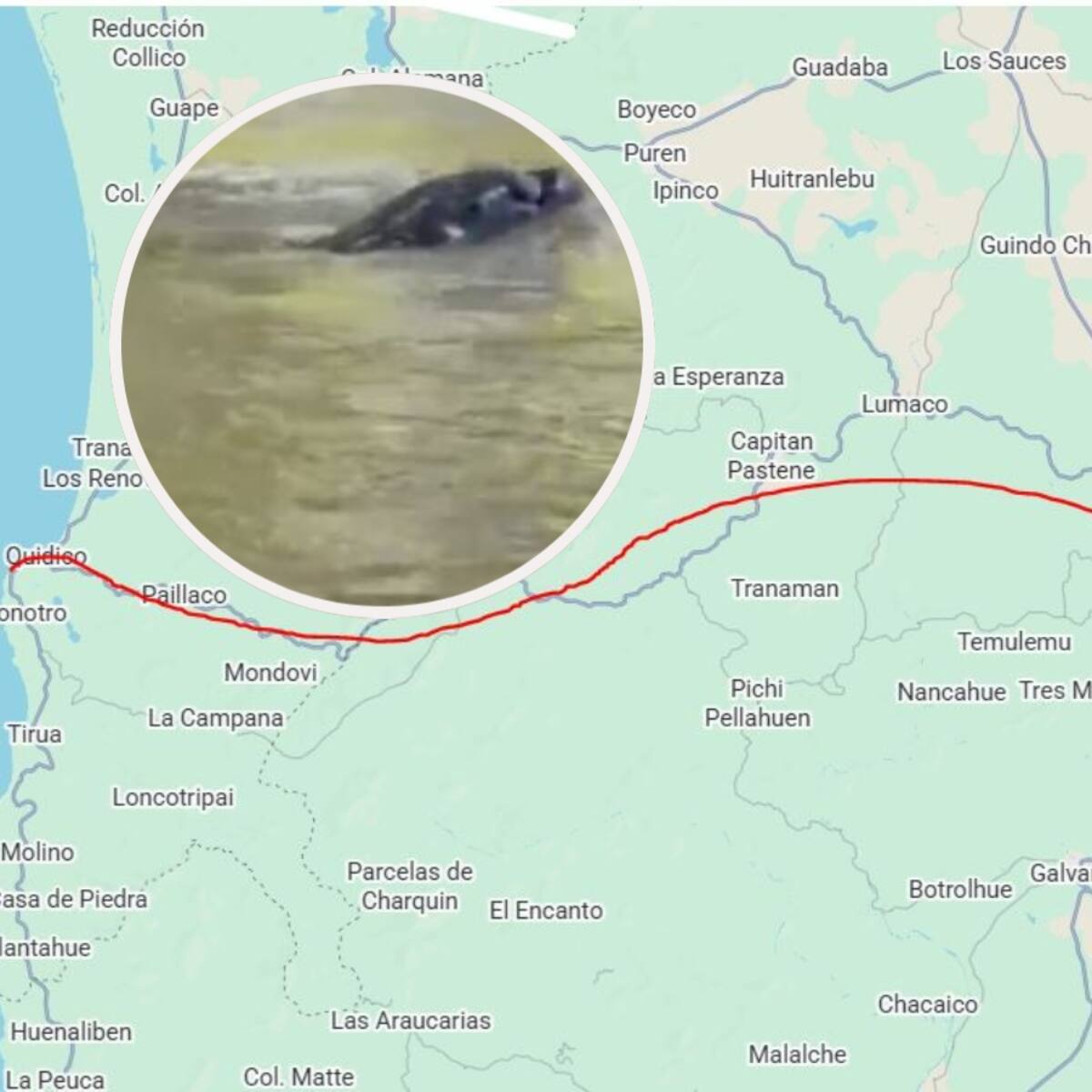 Sorpresa en La Araucanía: un lobo marino desorientado recorre más de 150 kilómetros y llega al río en Traiguén