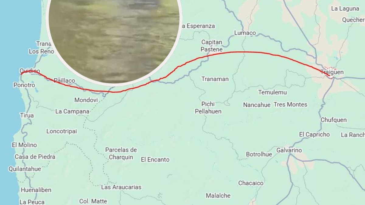 Sorpresa en La Araucanía: un lobo marino desorientado recorre más de 150 kilómetros y llega al río en Traiguén