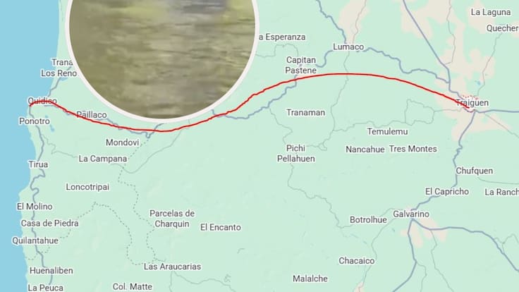 Sorpresa en La Araucanía: un lobo marino desorientado recorre más de 150 kilómetros y llega al río en Traiguén