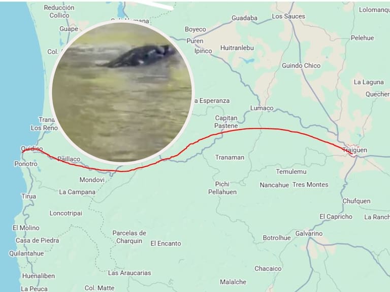 Sorpresa en La Araucanía: un lobo marino desorientado recorre más de 150 kilómetros y llega al río en Traiguén