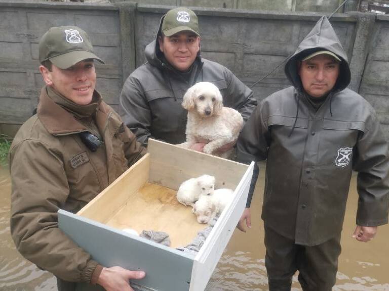 Carabineros rescata a perrita con sus cachorros que se encontraban en una casa inundada en Concepción