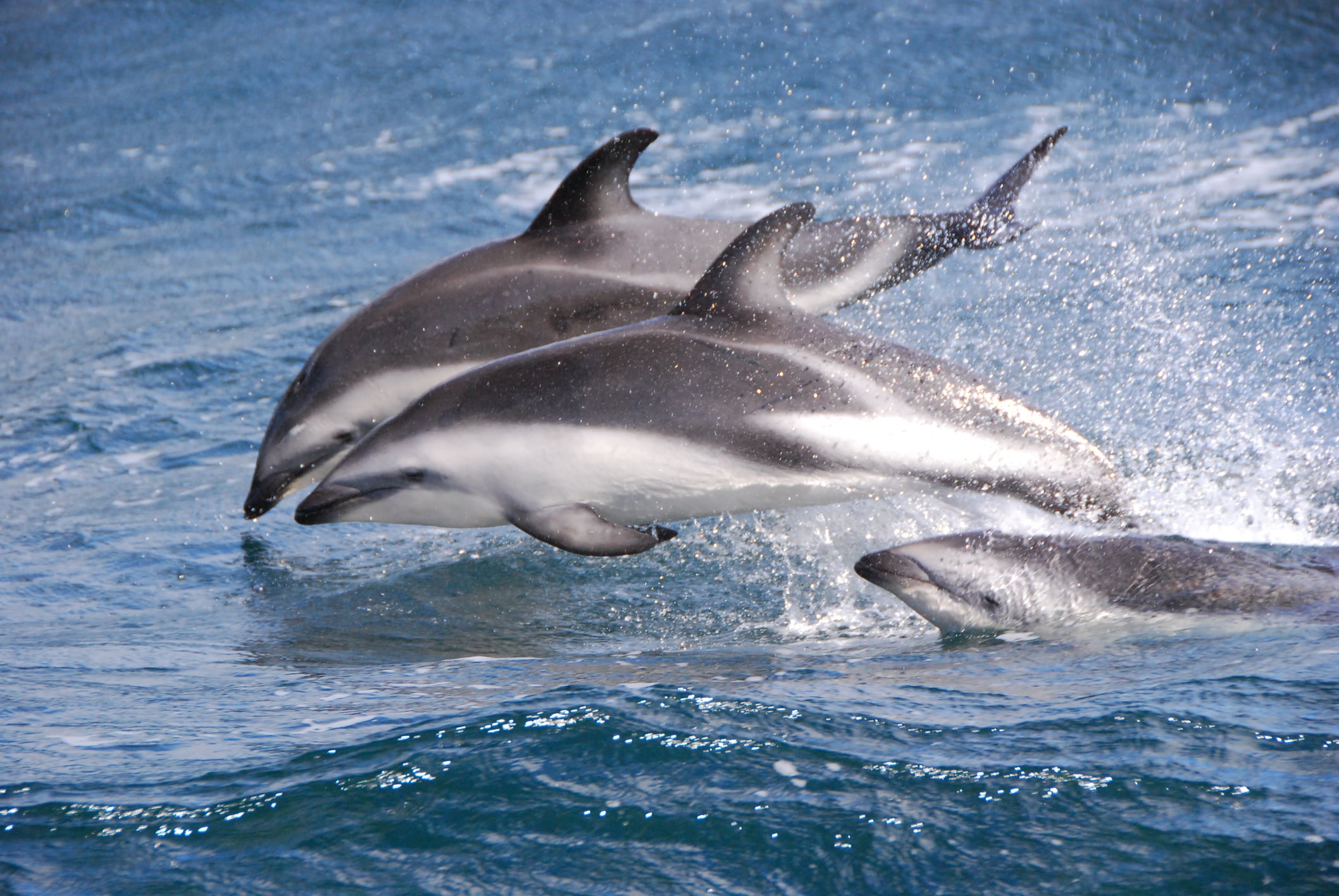 Fauna marina