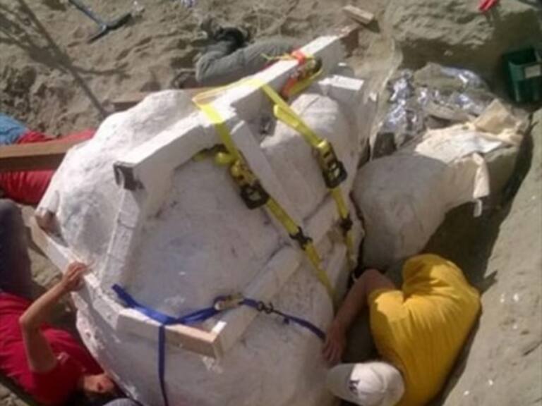 Paleontólogos estadounidenses encuentran cráneo de un tiranosaurio rex