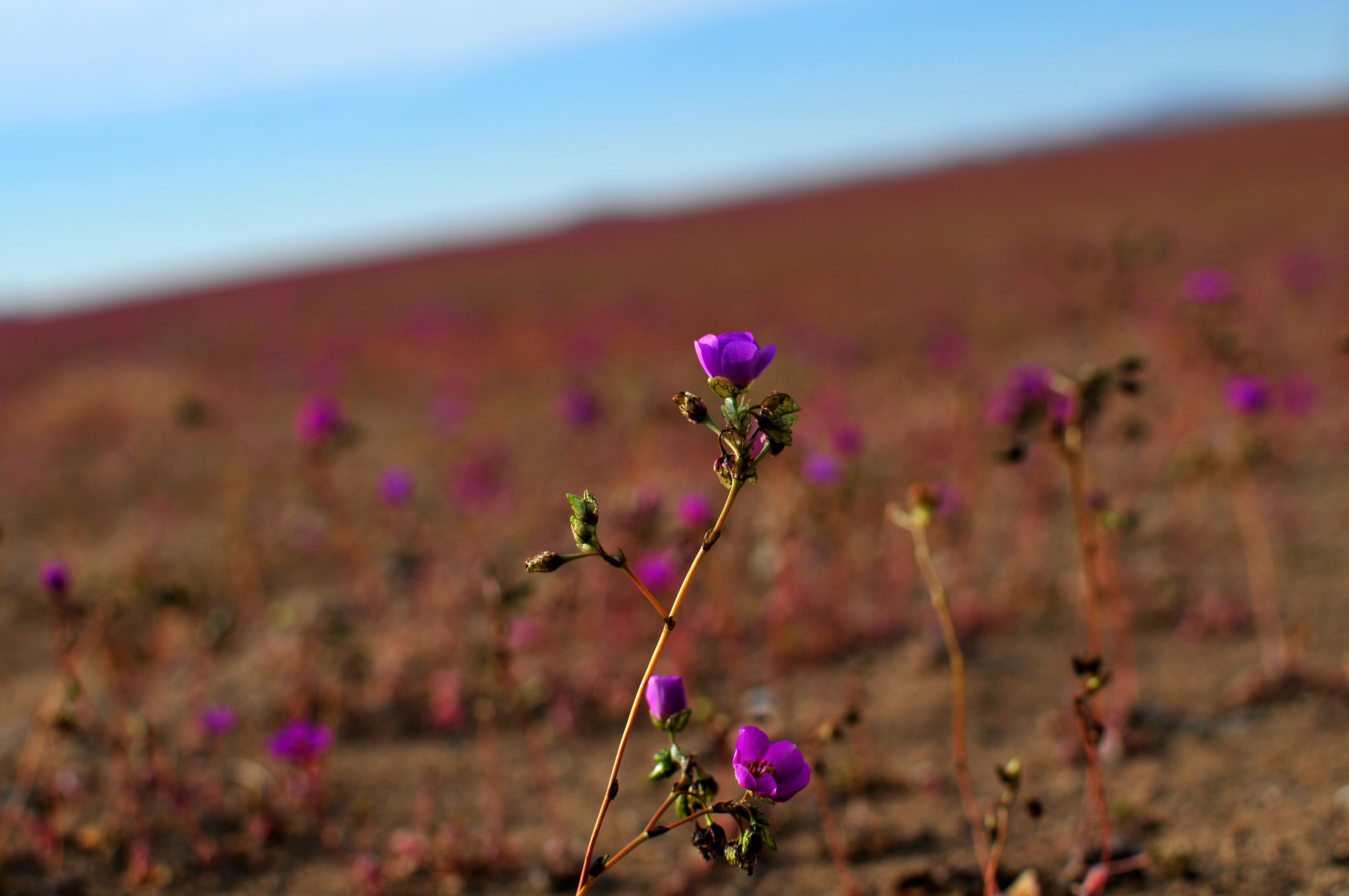 Tras intensas lluvias: revisa el sorprendente fenómeno que ocurrió en el desierto de Atacama