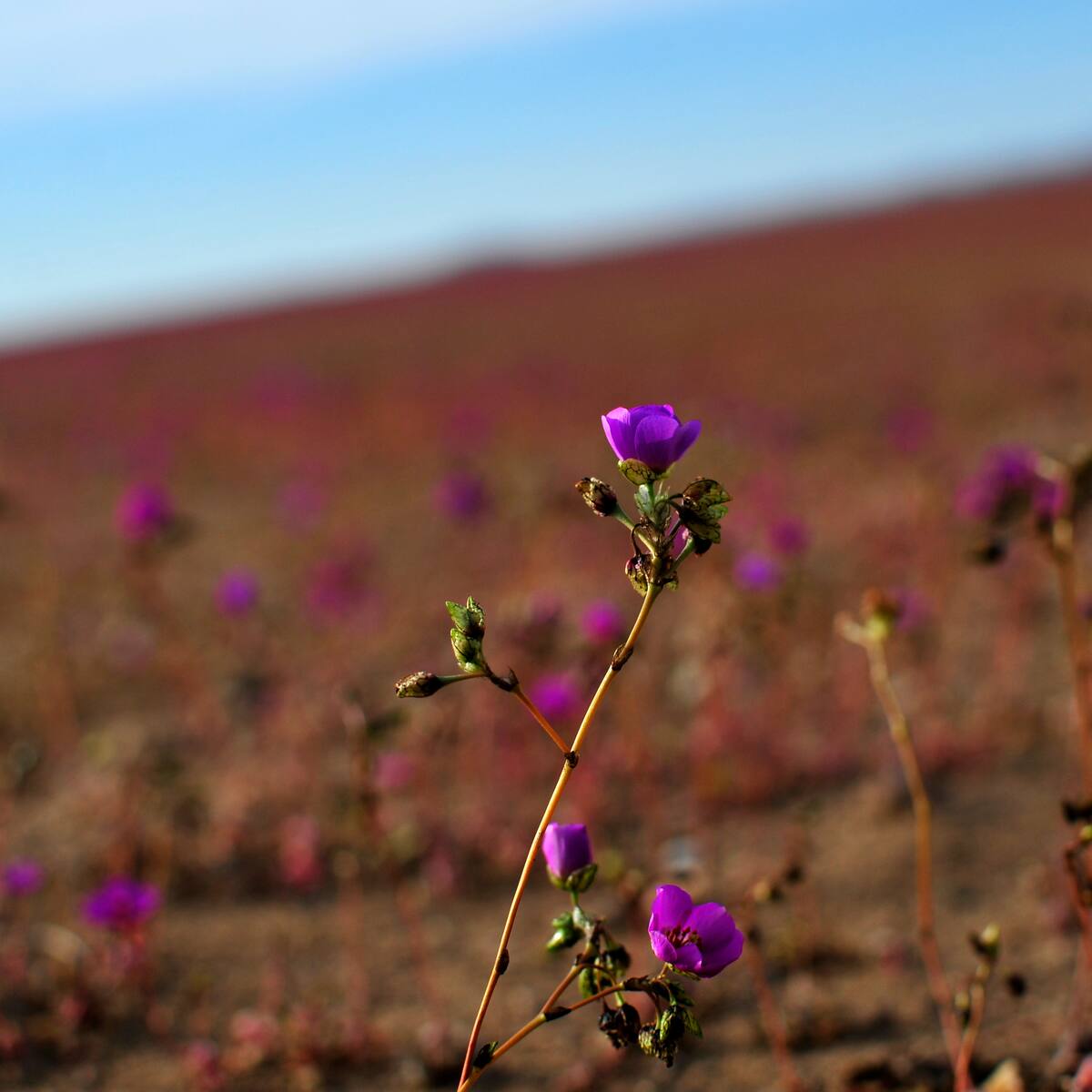 Atacama se prepara para un Desierto Florido histórico tras intensas lluvias
