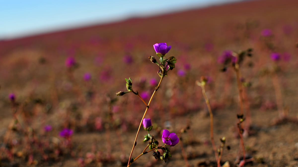 “Un oasis que protege el borde del desierto”: Gigante chino destaca el desarrollo eléctrico de ciudad de Chile