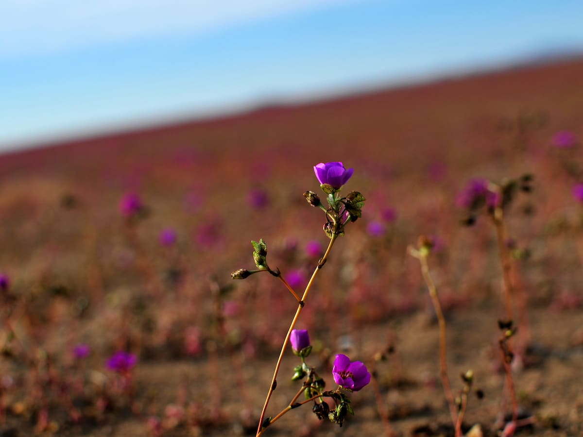 “Un oasis que protege el borde del desierto”: Gigante chino destaca el desarrollo eléctrico de ciudad de Chile