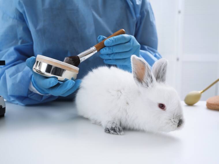 Aprueban proyecto que prohíbe el testo en animales para cosmética en Chile