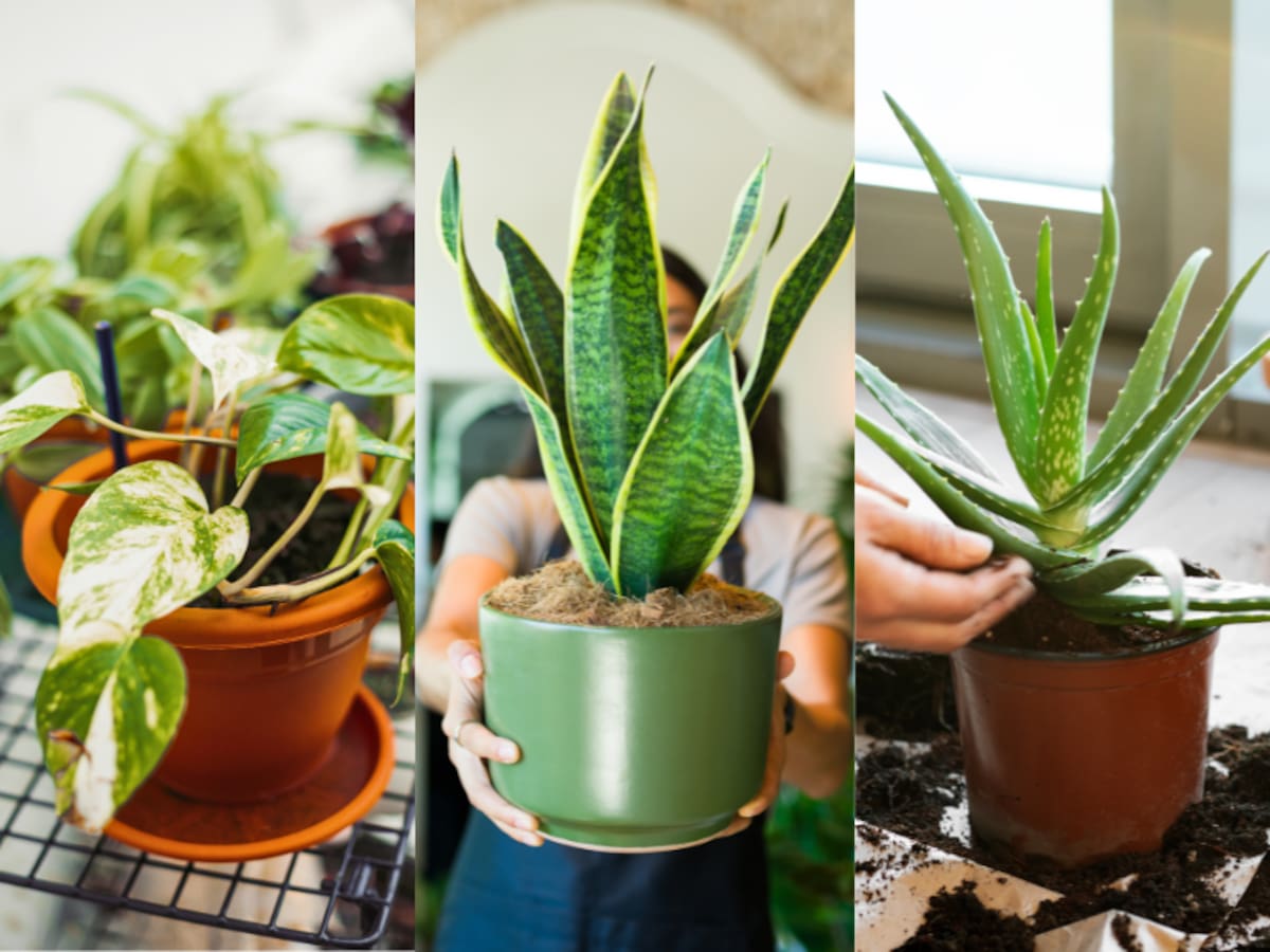 Purifican el aire y requieren poco cuidado: 10 plantas de interior resistentes y fáciles de mantener en el hogar
