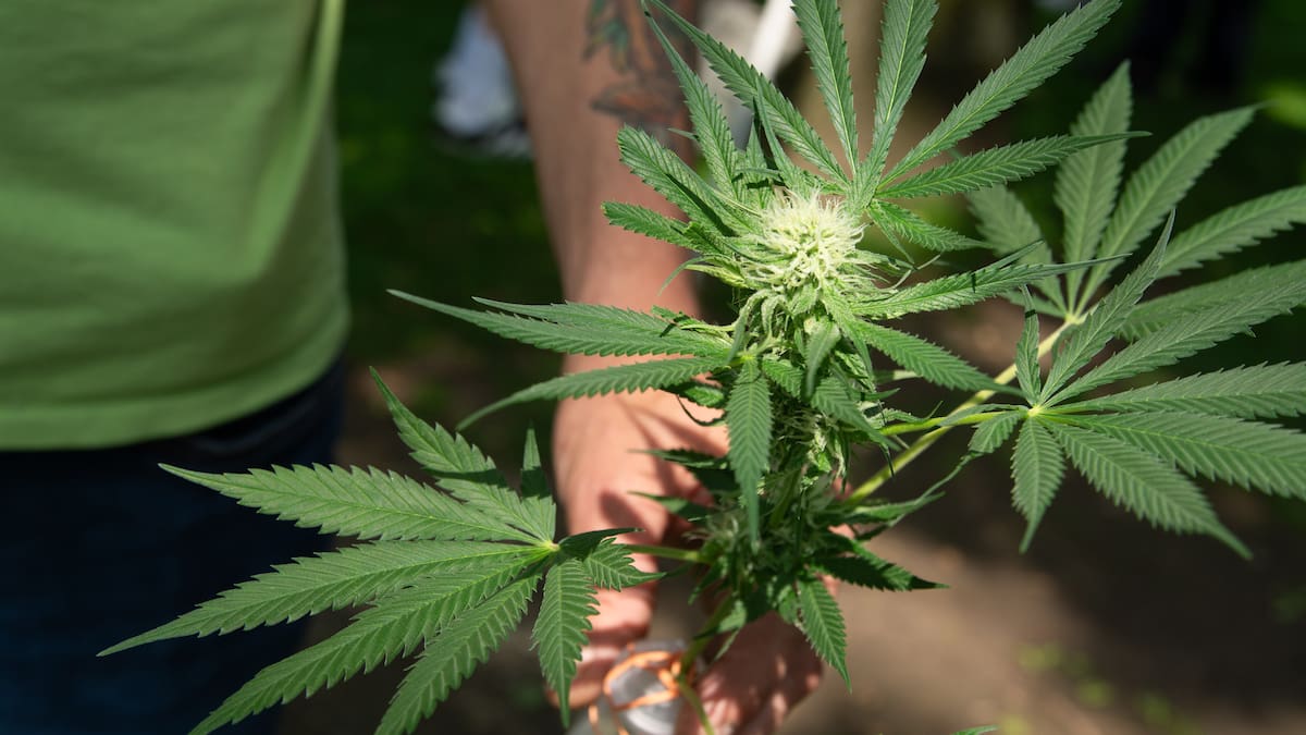 Origen del “420″: por qué se conmemora esta fecha y cómo revive el debate por la marihuana en Chile