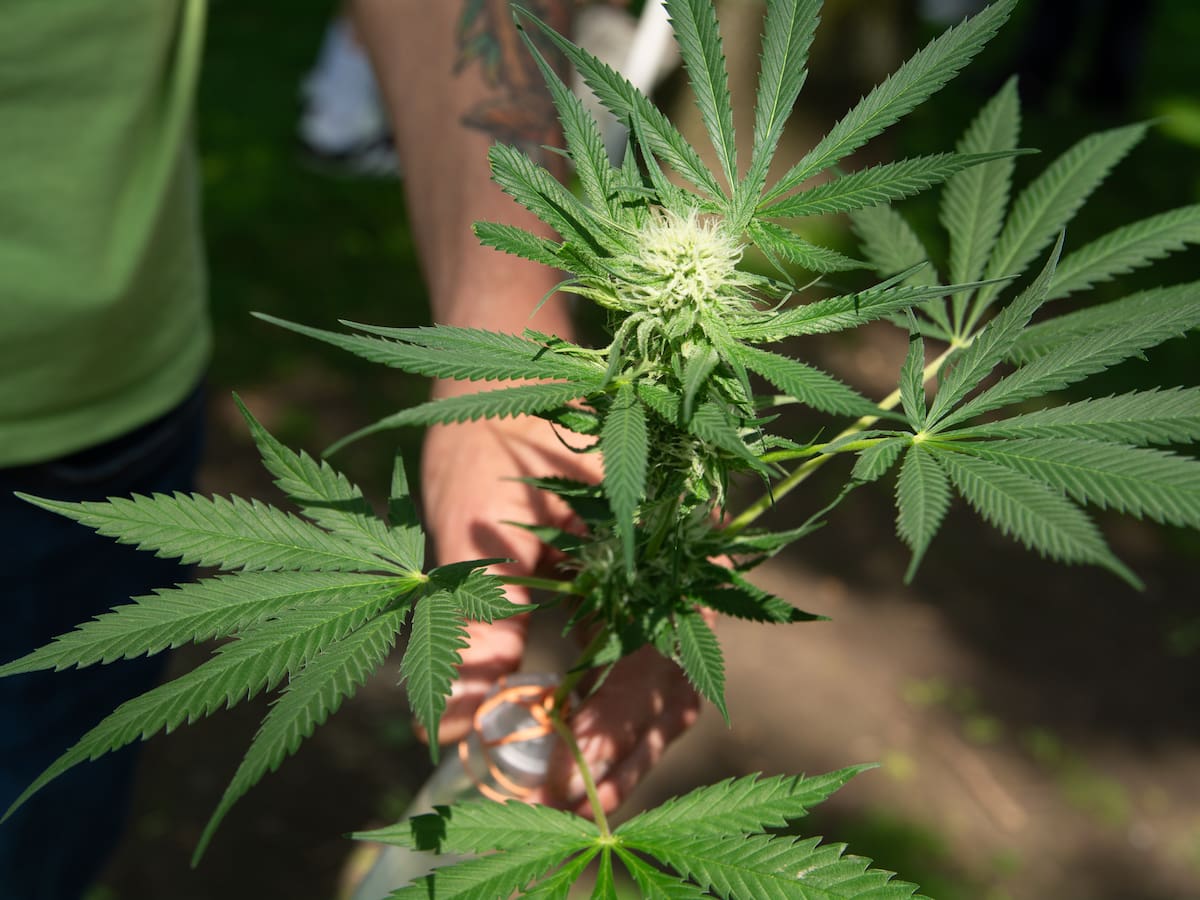 Origen del “420″: por qué se conmemora esta fecha y cómo revive el debate por la marihuana en Chile