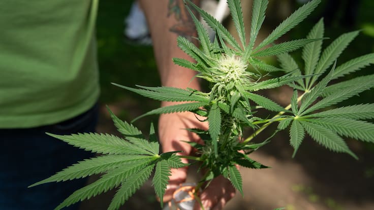 Origen del “420″: por qué se conmemora esta fecha y cómo revive el debate por la marihuana en Chile