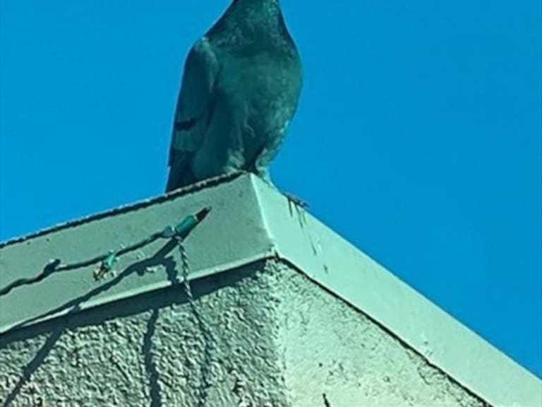Las Vegas: Desconocido le pone pequeños sombreros vaqueros a las palomas y causan indignación